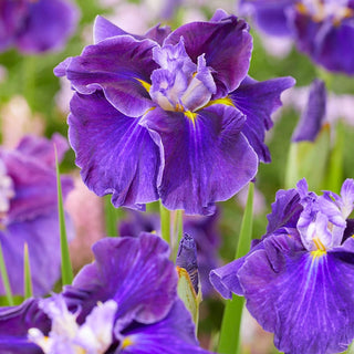 Blue Diamond Dinner Plate Japanese Iris