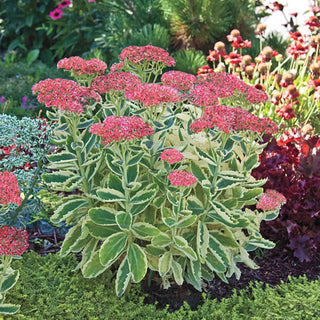 Autumn Charm Sedum