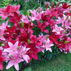 Lily Shop Trailblazer Carpet Border Lily Mixture | Breck's