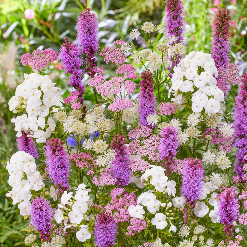 Buy Bridal Bouquet Perennial Blend | Lily Bulbs | Breck's