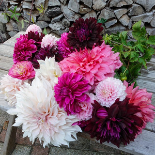 Cherry Cordial Dahlia Mixture