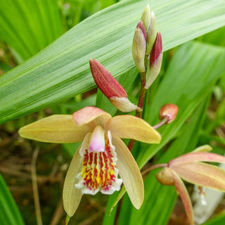 Hardy Ground Orchid Penway Sunset