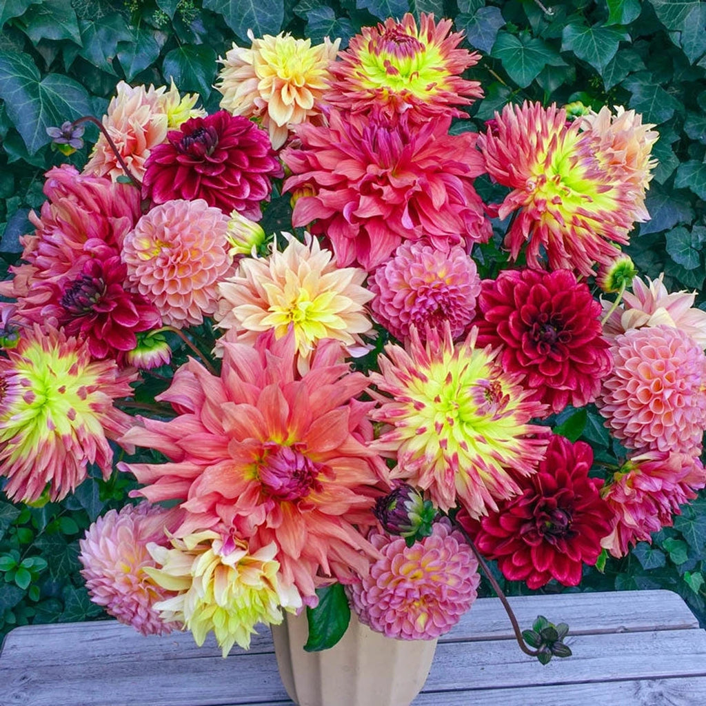 Buy Summer Fête Dahlia Mix | Spring Planted Bulbs | Breck's