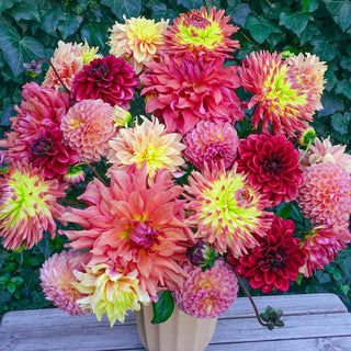 Summer Fete Dahlia Mix