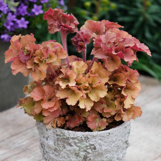 Frilly Coral Bells