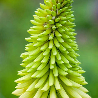 Ice Queen Red Hot Poker