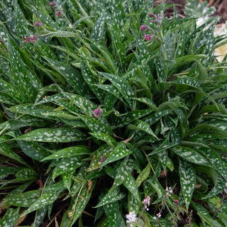 Raspberry Splash Lungwort