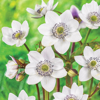 Woodland Anemone