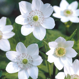 Woodland Anemone