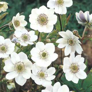 Woodland Anemone