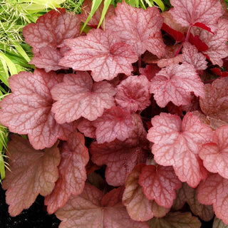 Georgia Peach Heuchera