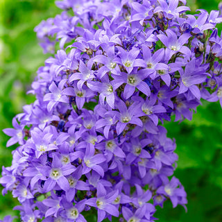 Border Blues Bellflower