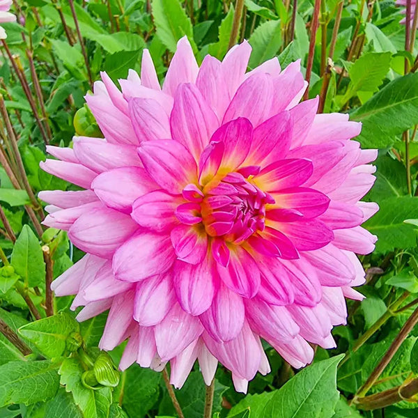 Shop Rosella Dahlia Online | Dinnerplate Dahlias | Breck's