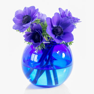 Mr. Fokker Poppy Anemone