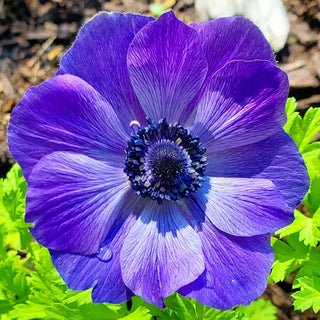 Mr. Fokker Poppy Anemone