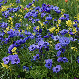 Mr. Fokker Poppy Anemone