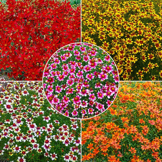 Savory Coreopsis Collection