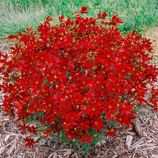 Savory Coreopsis Collection