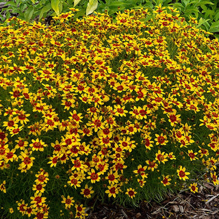 Savory Coreopsis Collection