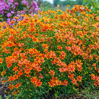 Savory Coreopsis Collection