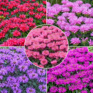 Sugar Buzz Bee Balm Collection