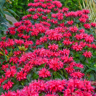 Sugar Buzz Bee Balm Collection