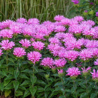 Sugar Buzz Bee Balm Collection