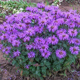 Sugar Buzz Bee Balm Collection