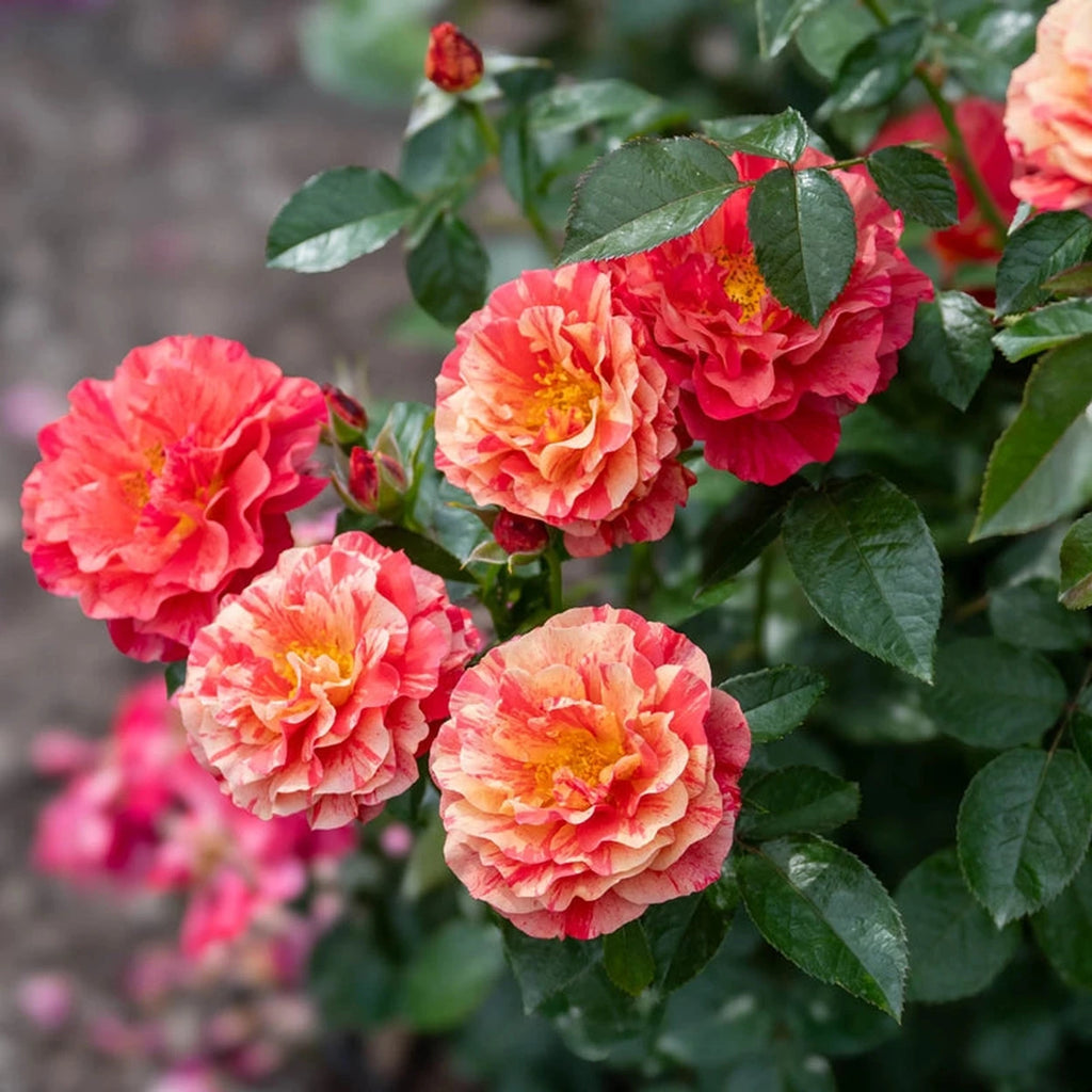 Frida Kahlo® Floribunda Rose – Breck's