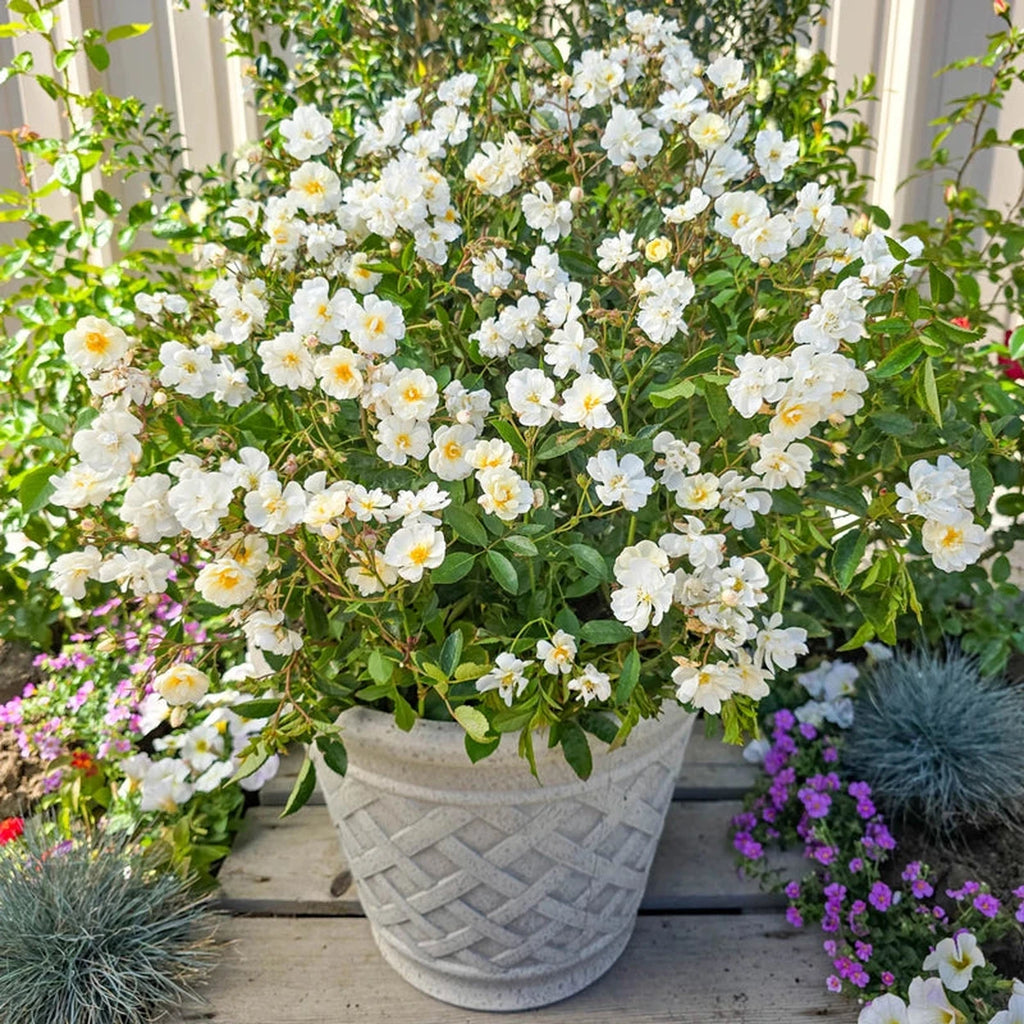 Buy Gourmet Popcorn Rose | Rose Bushes and Plants | Breck's