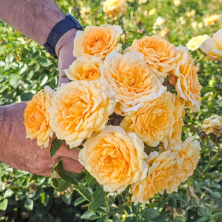 Edith's Darling® Shrub Rose