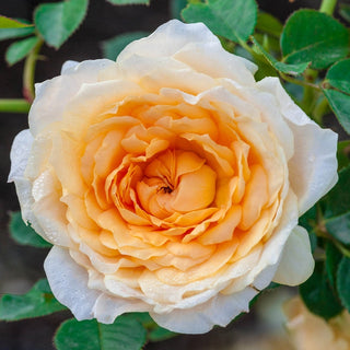 Edith's Darling® Shrub Rose