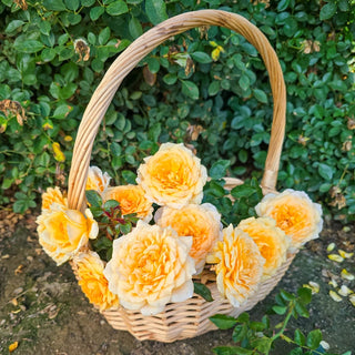 Edith's Darling® Shrub Rose