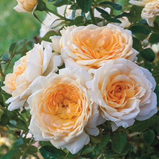 Edith's Darling® Shrub Rose