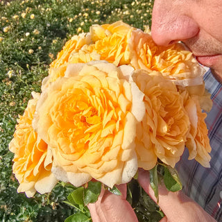 Edith's Darling® Shrub Rose