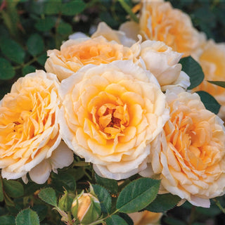 Edith's Darling® Shrub Rose