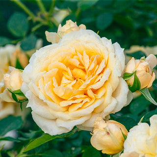 Edith's Darling® Shrub Rose