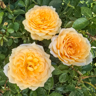 Edith's Darling® Shrub Rose