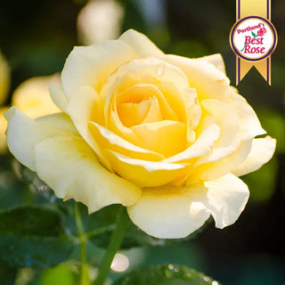 Rose Bushes For Sale - Shop Rose Plants | Breck's