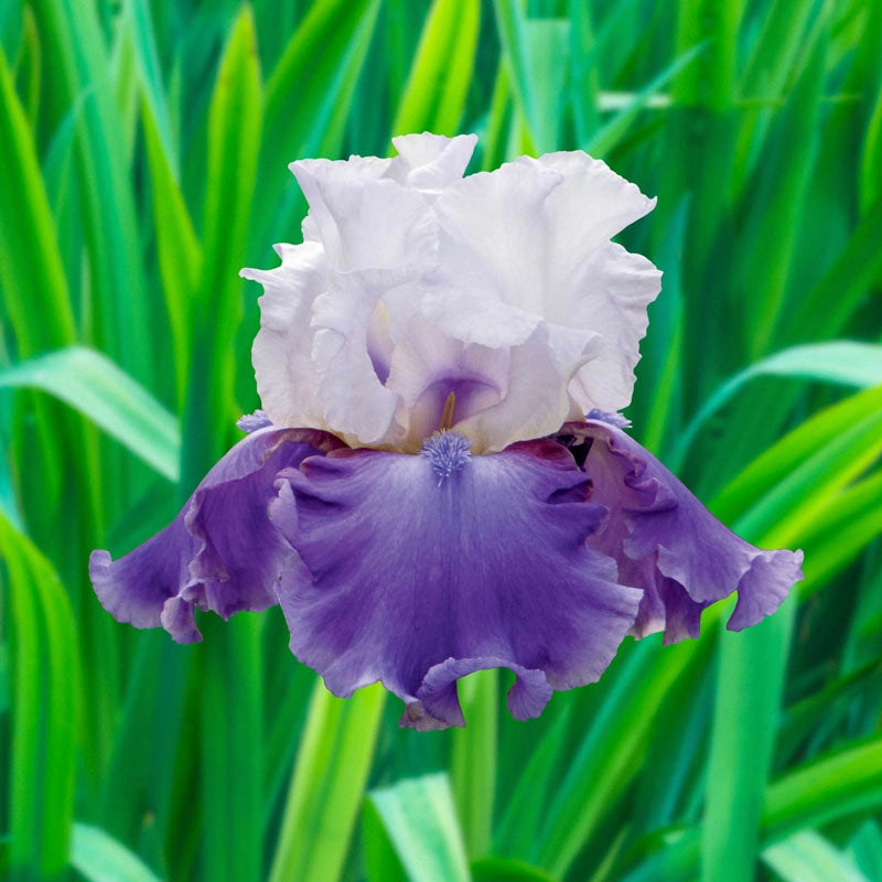 Off The Shoulder Bearded Iris Shop Online Breck's Brecks