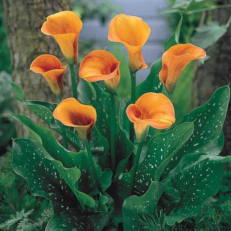 Buy Beatrix Calla Lily | Spring Planted Bulbs | Breck's