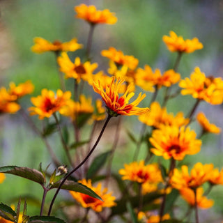 Burning Hearts False Sunflower
