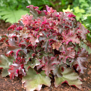 Crimson Curls Heuchera