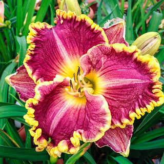 Reblooming Daria Daylily