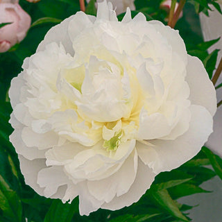 Duchesse Nemours De Peony