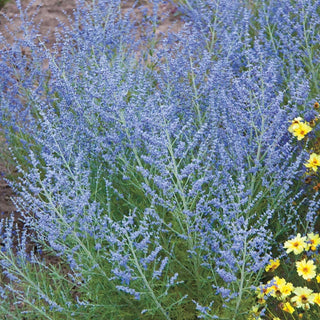 Lacey Blue Russian Sage