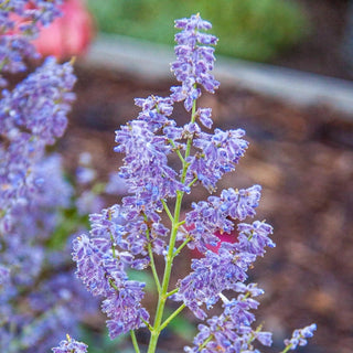 Lacey Blue Russian Sage
