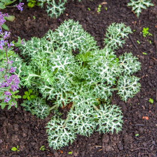 Mediterranean Sea Holly