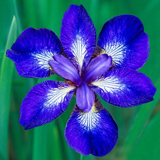 I See Stars Siberian Iris