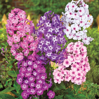 Tall Eye Phlox Mixture